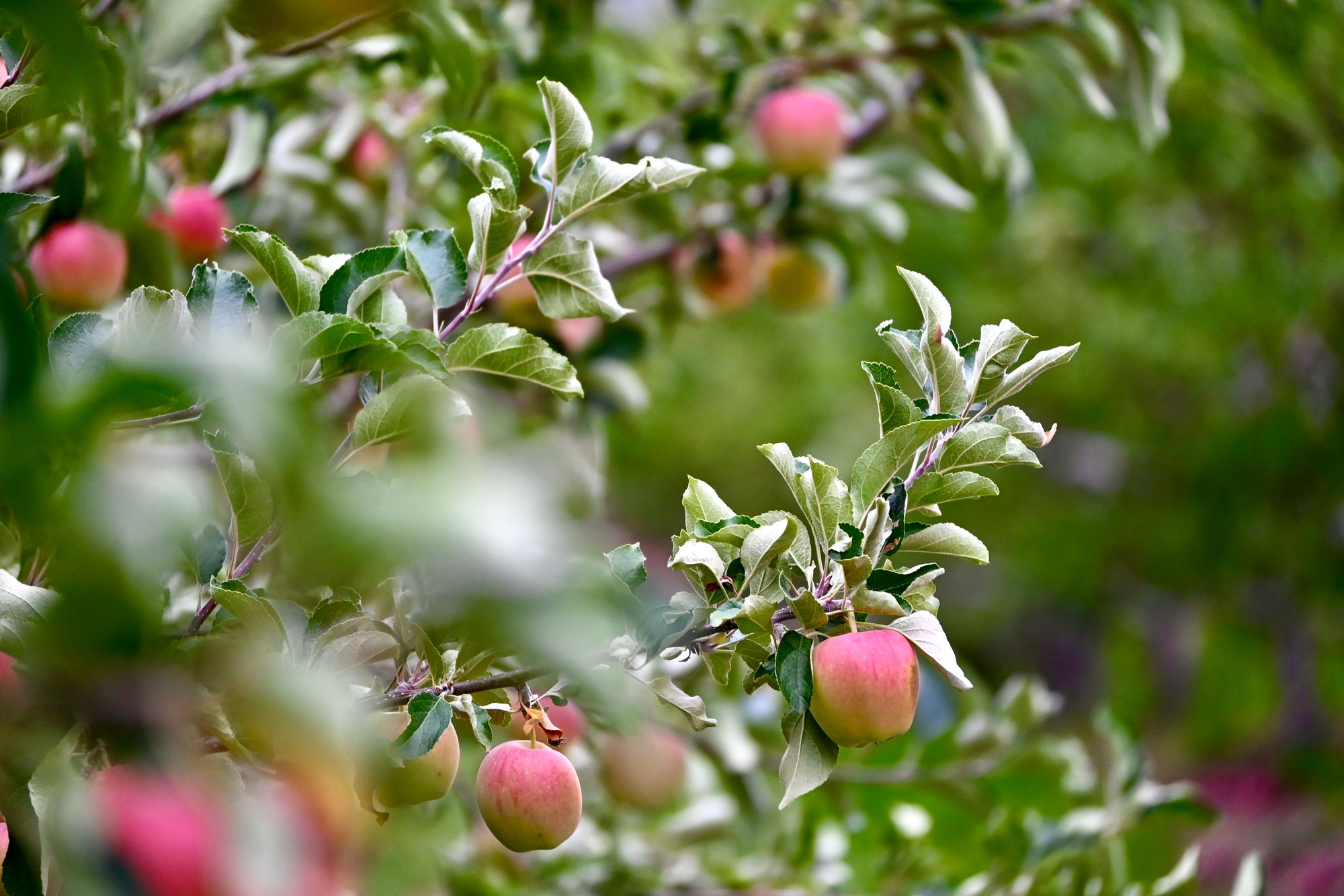 Dominion Cider Co.