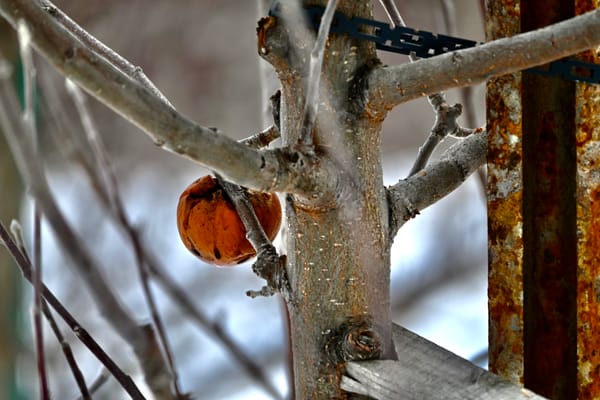 Renewal